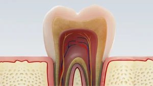 آناتومی دندان؛ ساختار، انواع دندانها و تفاوت دندانهای شیری و دائمی 3 What is dentin